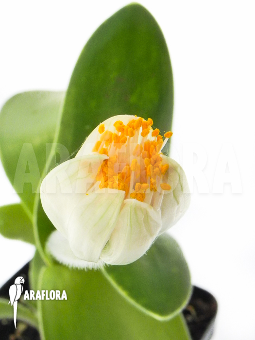 Haemanthus albiflos