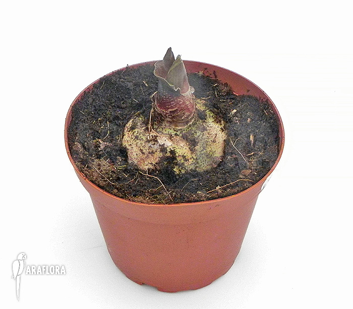 Haemanthus multiflorus bulb