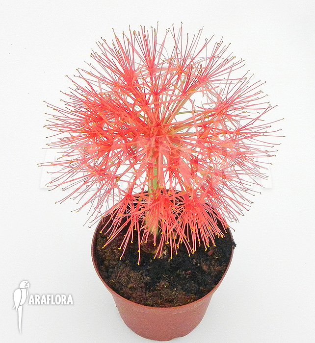 Scadoxus multiflorus ssp multiflorus flower