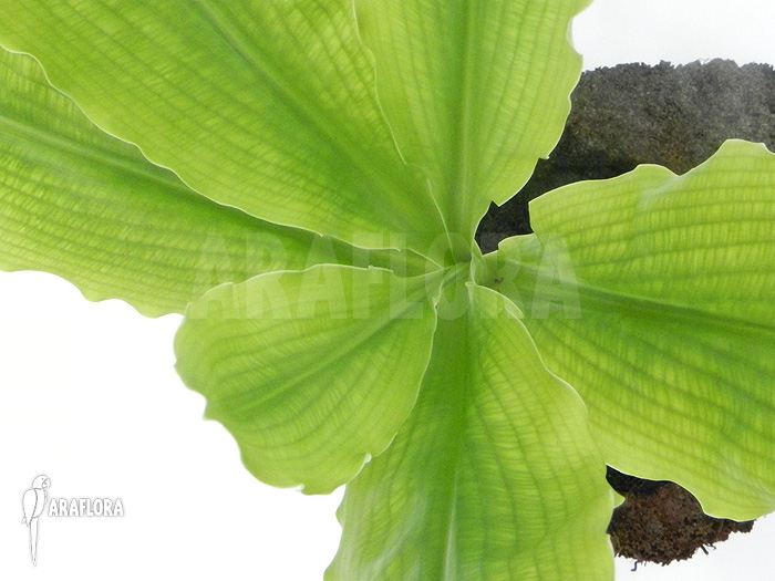Haemanthus multiflorus after flowering