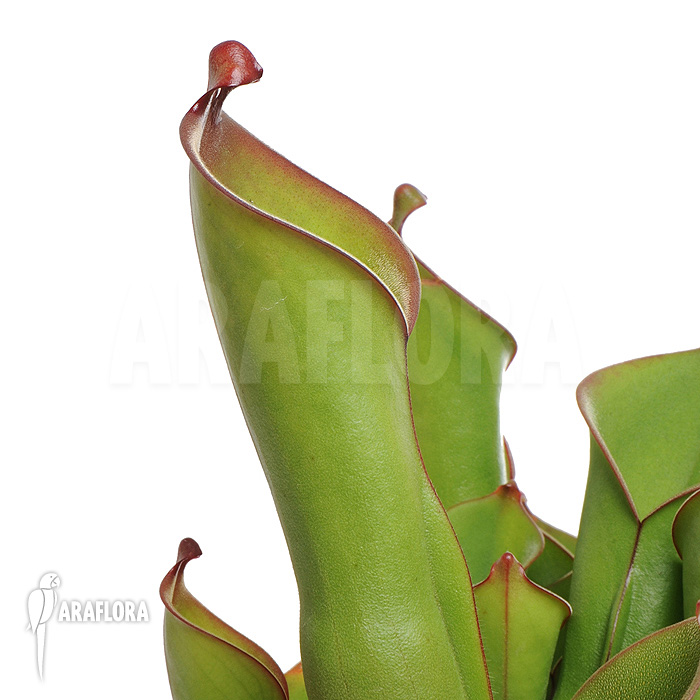 Heliamphora heterodoxa ‚L‘