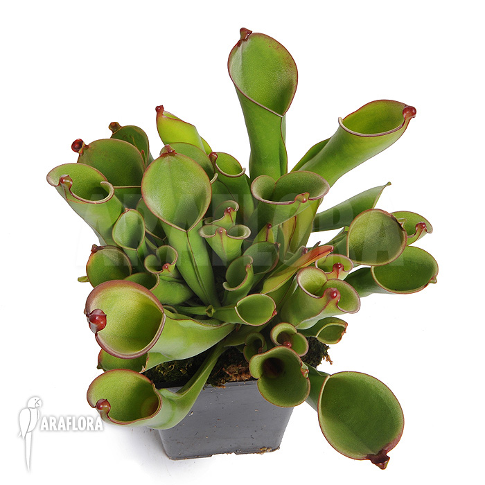Heliamphora heterodoxa ‚L‘