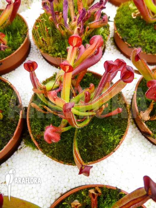 Heliamphora heterodoxa Starter