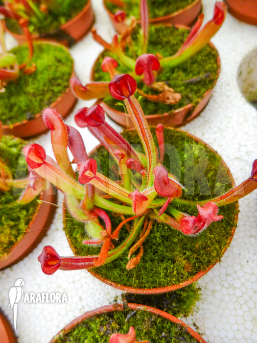 Heliamphora heterodoxa Starter