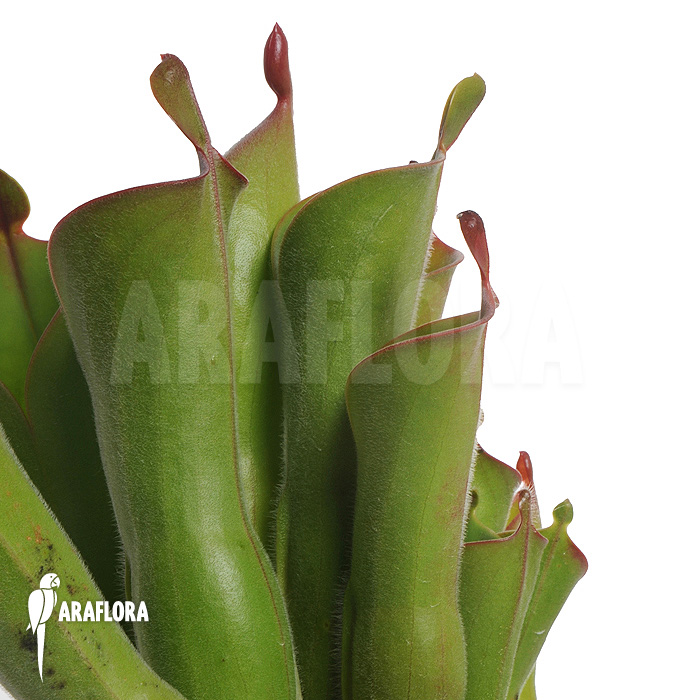 Heliamphora neblinae var. parva ’04H13′