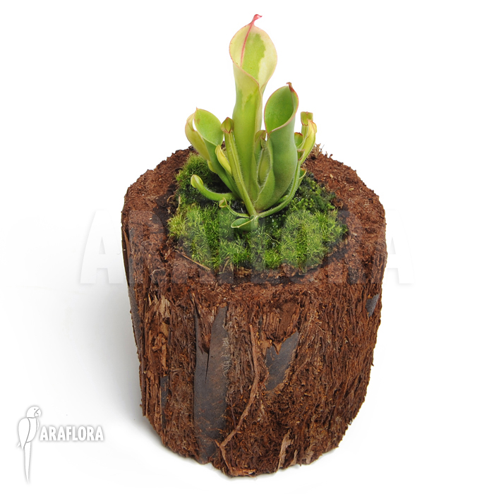 Heliamphora x heterodoxa x minor ‚M‘