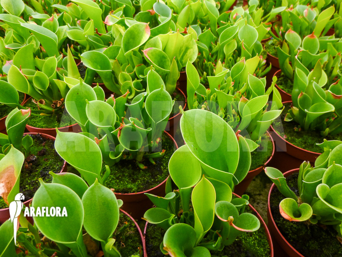 Heliamphora x heterodoxa x minor ‚M‘