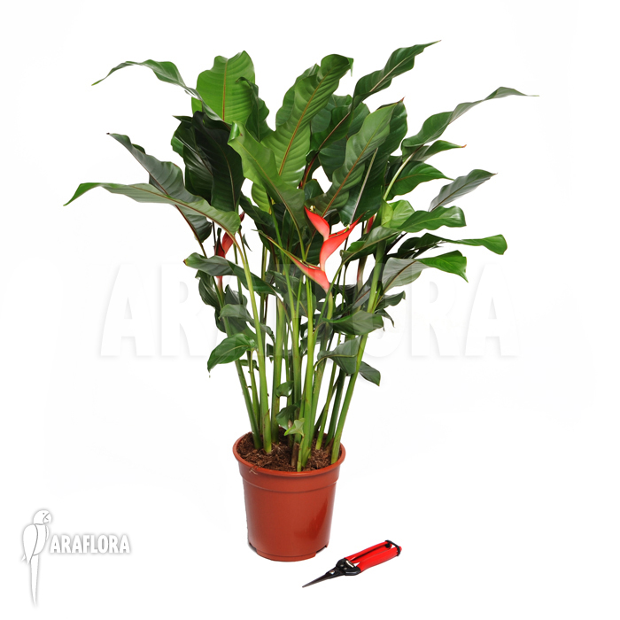 Heliconia stricta ‚Olympic flame‘