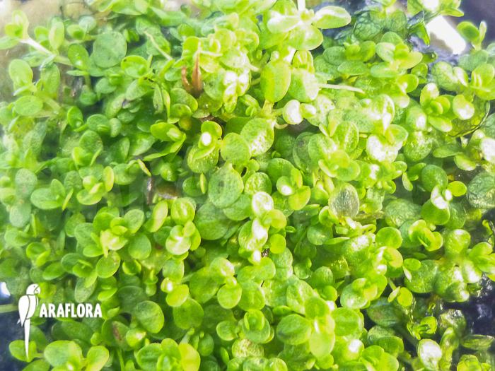 Hemianthus callitrichoides