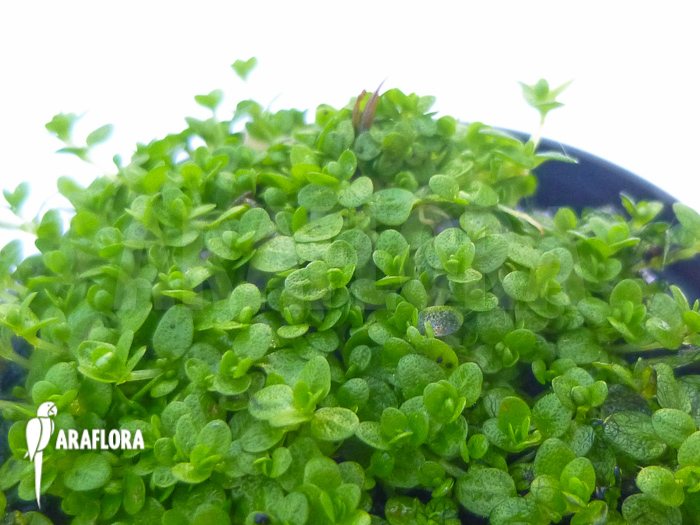 Hemianthus callitrichoides