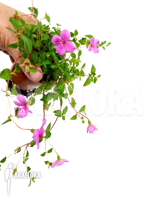 Heterocentron elegans