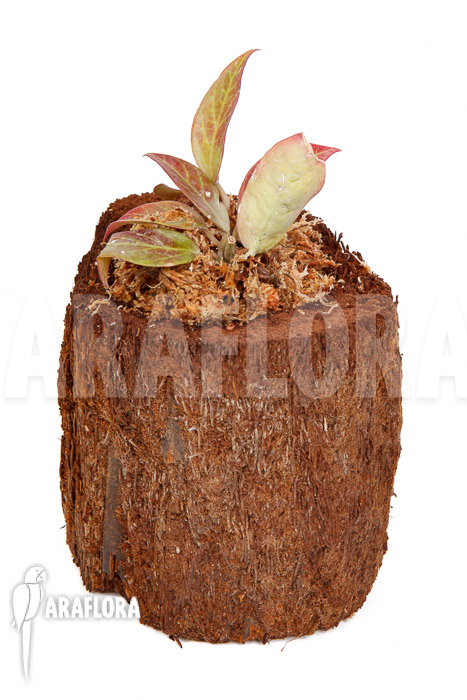 Hoya ‚Sunrise‘ ‚S‘