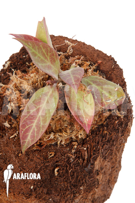 Hoya ‚Sunrise‘ ‚S‘