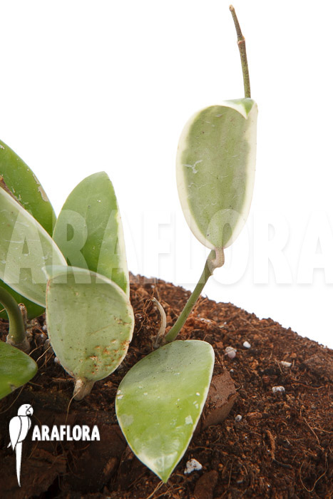 Hoya acuta albomarginata