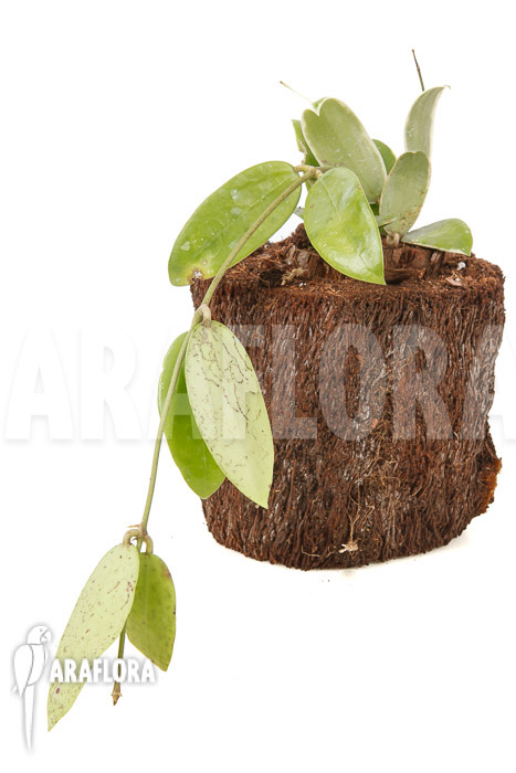 Hoya acuta albomarginata