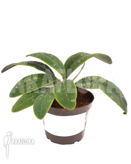 Hoya aff Rintzii Borneo H1 ‚leafcutting‘