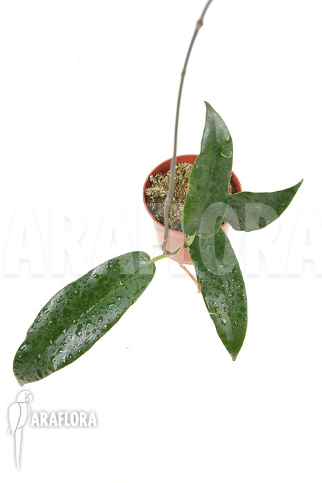Hoya archboldiana