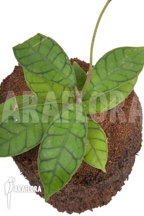 Hoya callistophylla ‚L‘