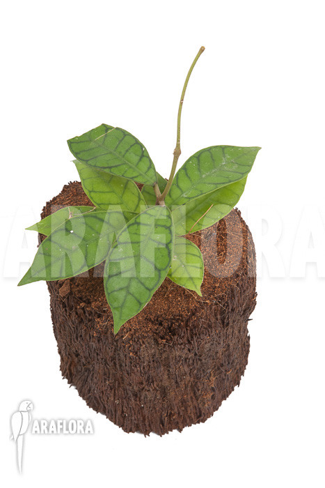 Hoya callistophylla ‚L‘