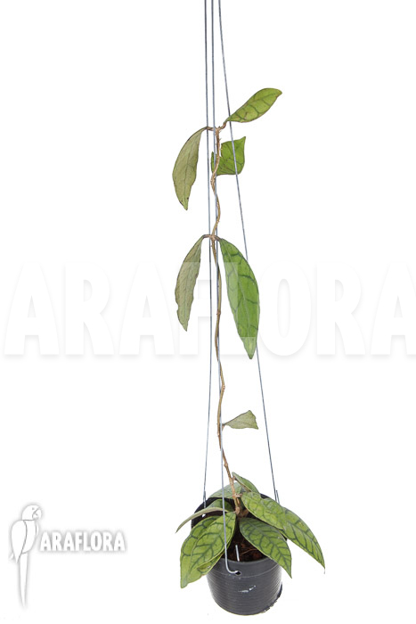 Hoya callistophylla ‚XL‘