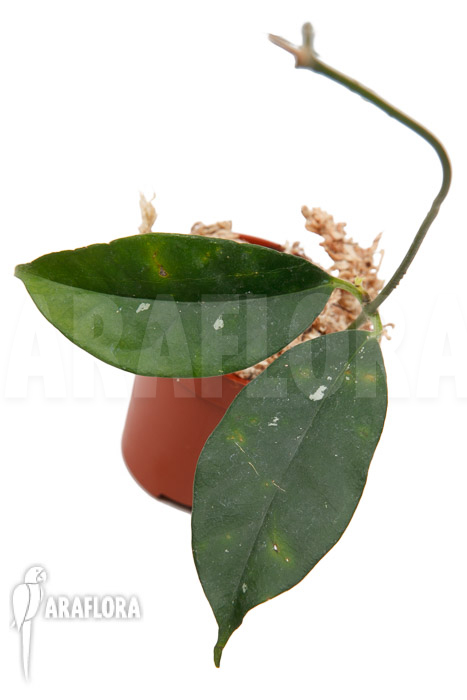 Hoya campanulata ‚S‘