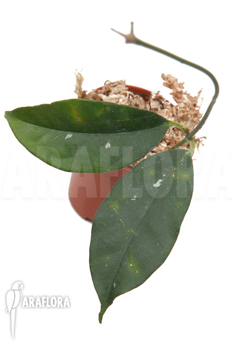 Hoya campanulata ‚S‘