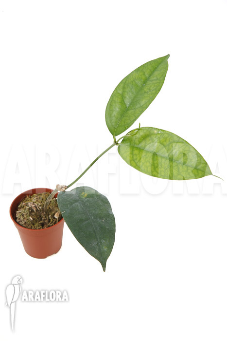 Hoya campanulata ‚Yellow‘