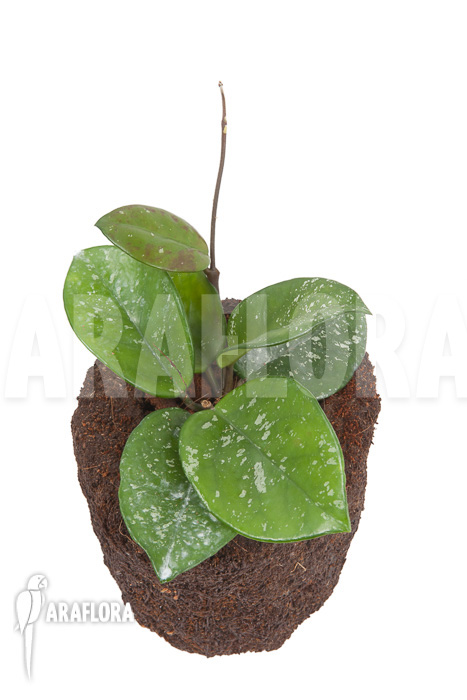 Hoya carnosa Freckles Splash