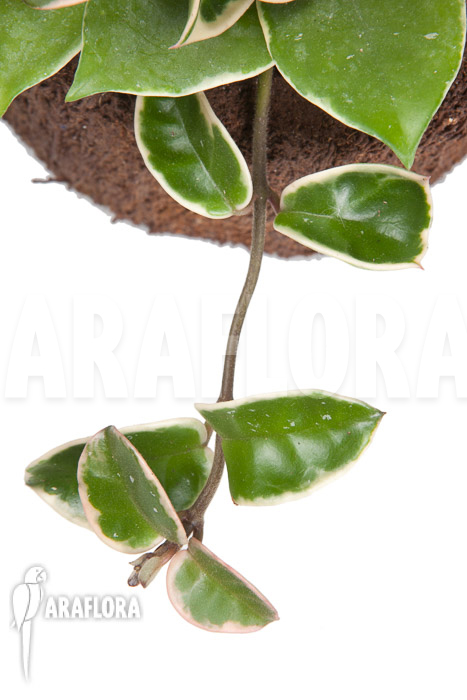 Hoya carnosa Krimson queen