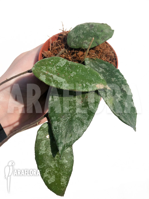 Hoya caudata ‚leafcutting‘
