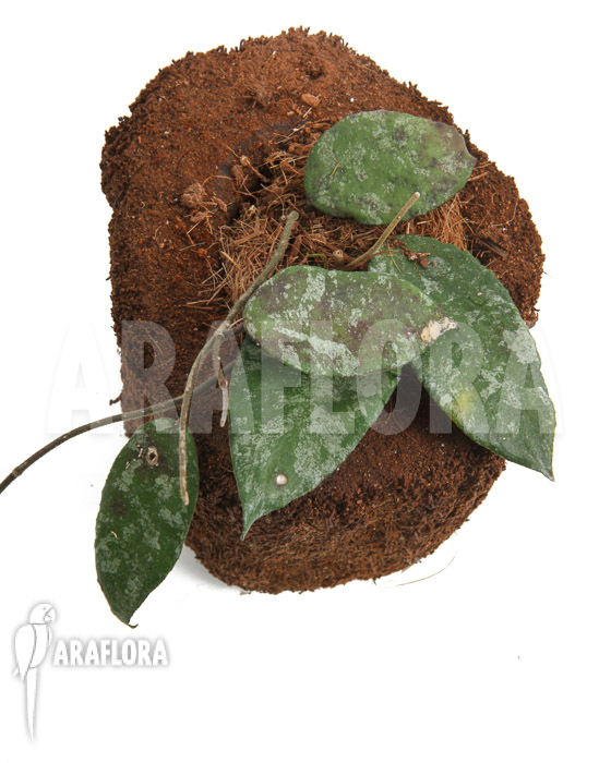 Hoya caudata ‚leafcutting‘