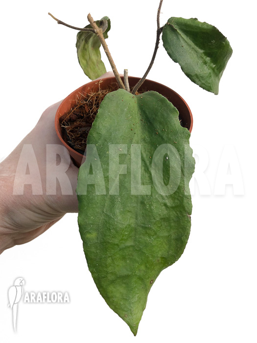 Hoya caudata (big leaf) ‚leafcutting‘