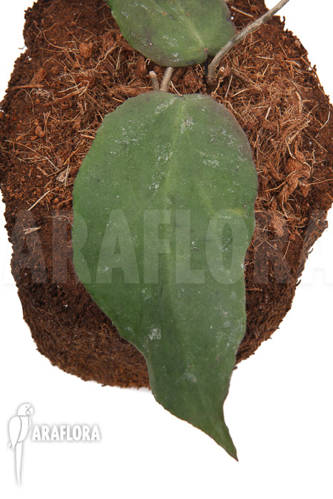 Hoya caudata (big leaf) ‚leafcutting‘
