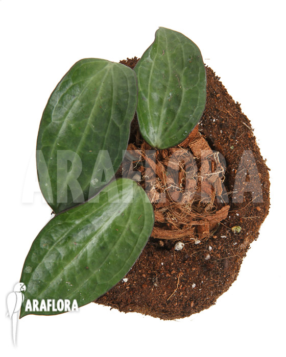 Hoya clandestina ‚leafcutting‘