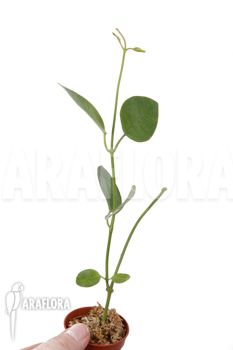 Hoya coronaria ‚Red‘ ‚S‘