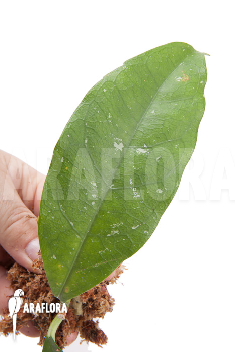 Hoya danumensis ‚Kipandi‘ cutting