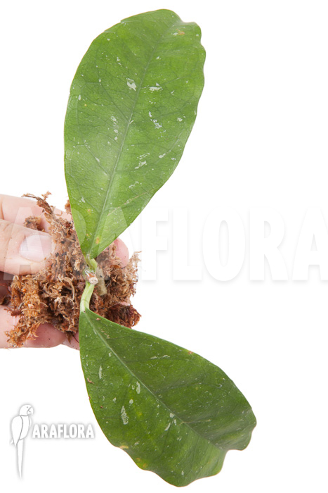 Hoya danumensis ‚Kipandi‘ cutting