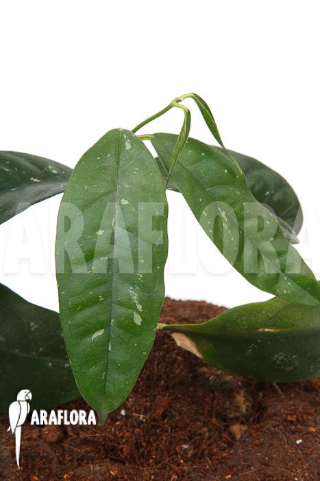 Hoya danumensis ‚L‘