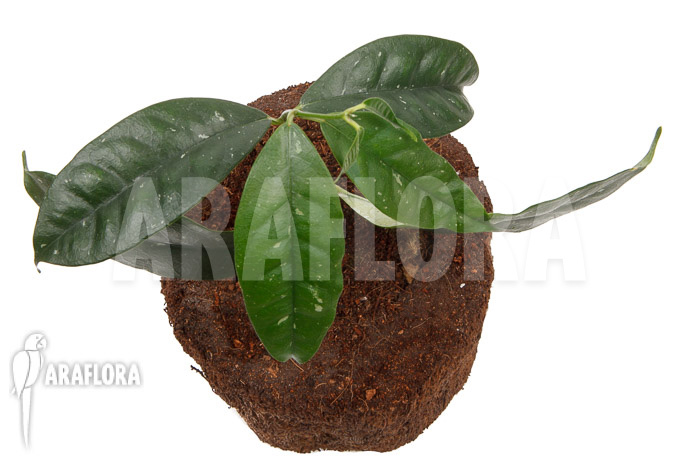 Hoya danumensis ‚L‘