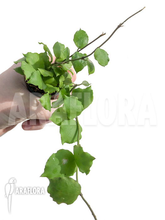 Hoya endauensis ‚leafcutting‘
