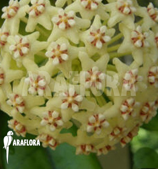 Hoya globulosa flower