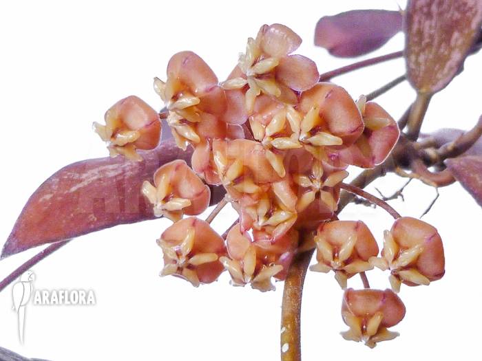 Hoya hasseltii flower