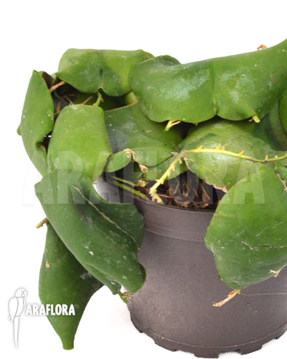Hoya imbricata Green ‚leafcutting‘