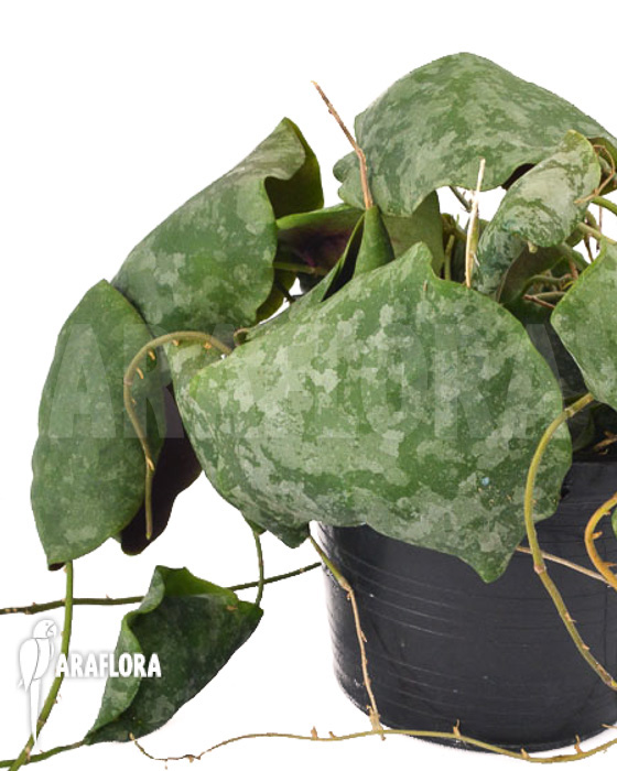 Hoya imbricata Maxima ‚leafcutting‘