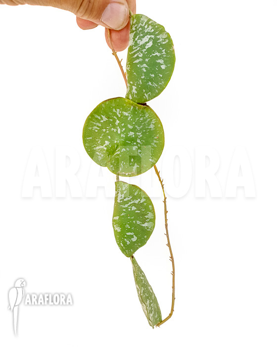 Hoya imbricata Maxima ’starter‘