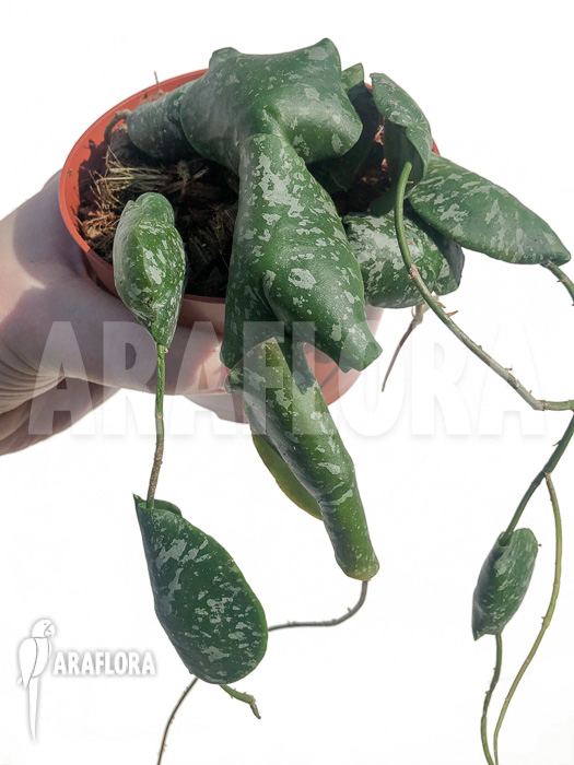 Hoya imbricata  ‚leafcutting‘