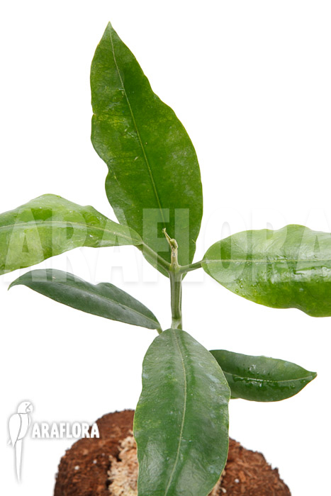 Hoya imperalis ‚Red‘