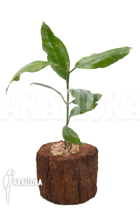 Hoya imperalis ‚Red‘