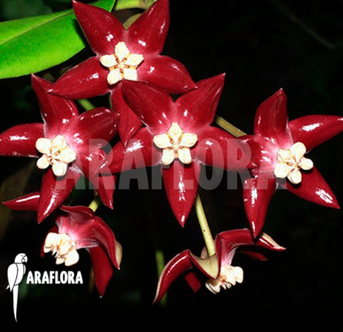 Hoya imperalis ‚Red‘ flower