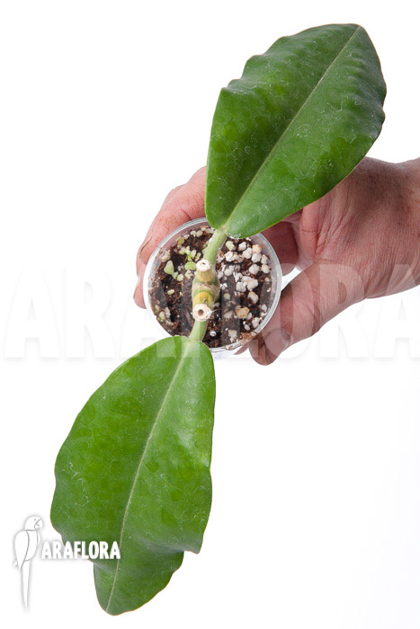 Hoya imperalis ‚Starter‘